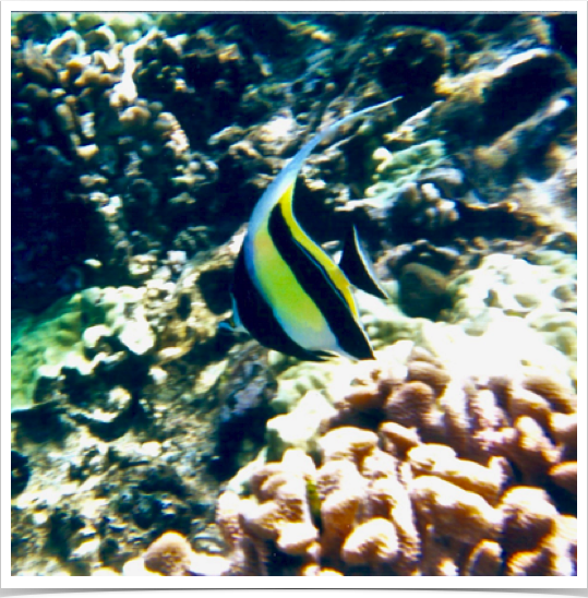 Moorish Idol (Zanclus cornutus) got its name from the Moors of Africa -  believed to be a bringer of happiness. 